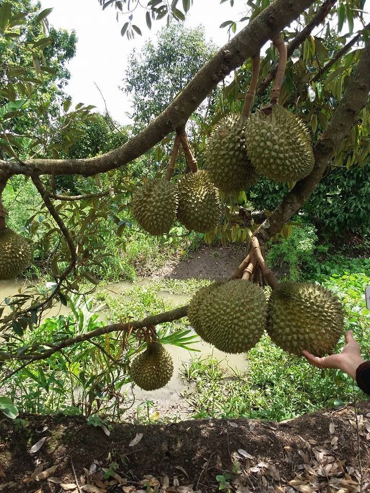 Miệt vườn Cần Thơ - Vườn trái cây Phong Điền của Du lịch Phong Điền