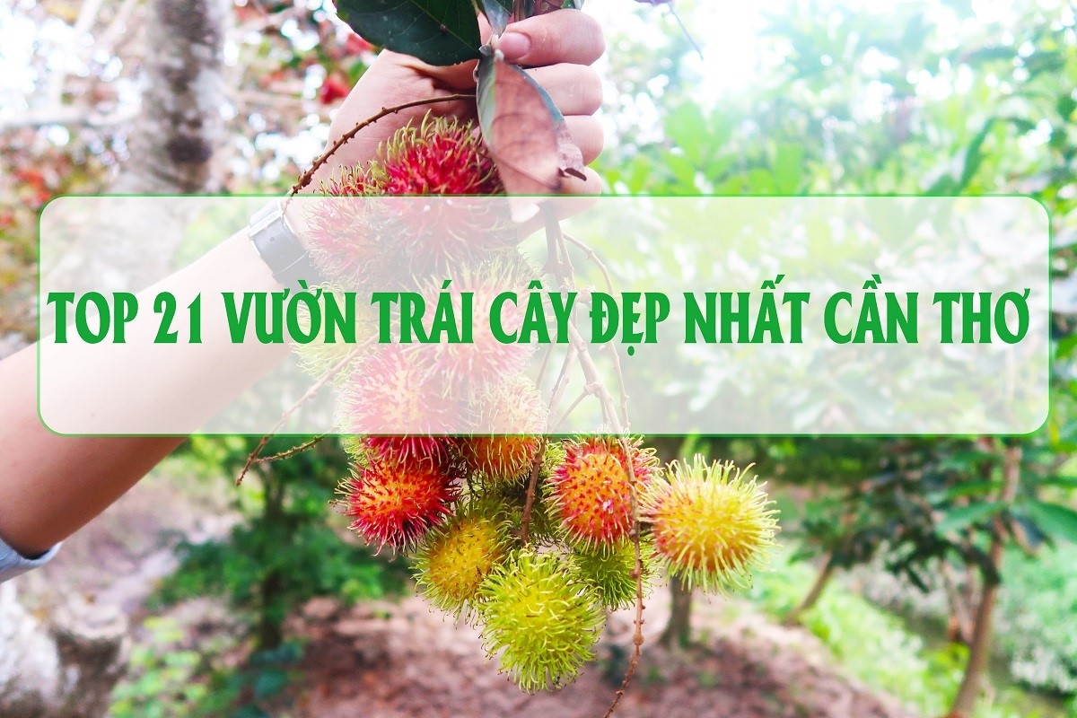 Top 21 vườn trái cây đẹp nhất Cần Thơ không thể bỏ qua (2022)