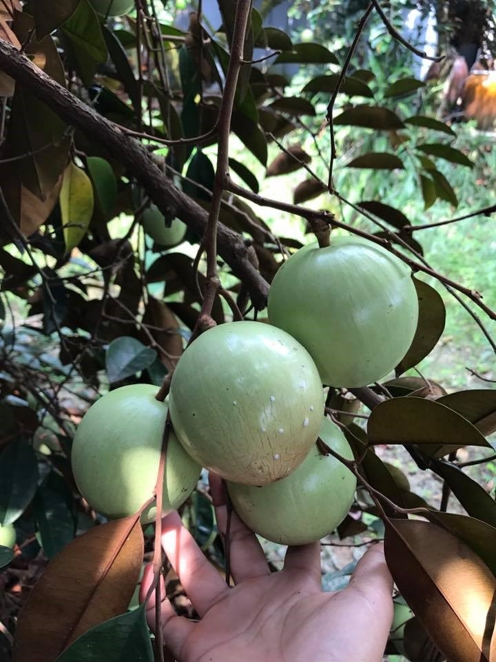 Miệt vườn Cần Thơ - Vườn trái cây Phong Điền của Du lịch Phong Điền