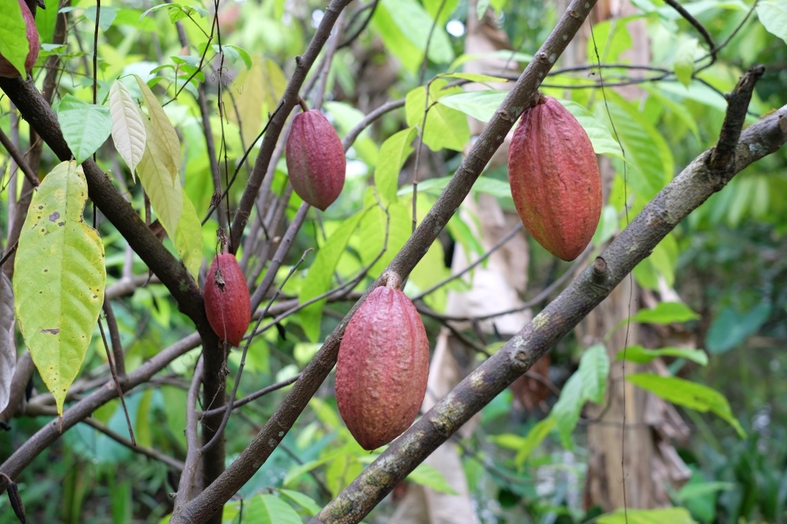 Miệt vườn Cần Thơ - Vườn trái cây Phong Điền của Du lịch Phong Điền