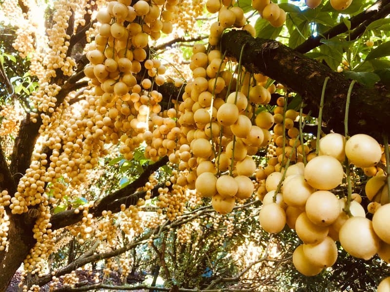 Top 21 vườn trái cây đẹp nhất Cần Thơ không thể bỏ qua (2022)