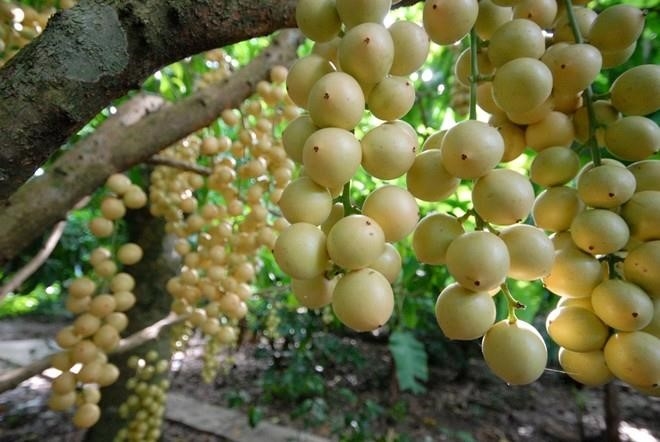 Top 21 vườn trái cây đẹp nhất Cần Thơ không thể bỏ qua (2022)