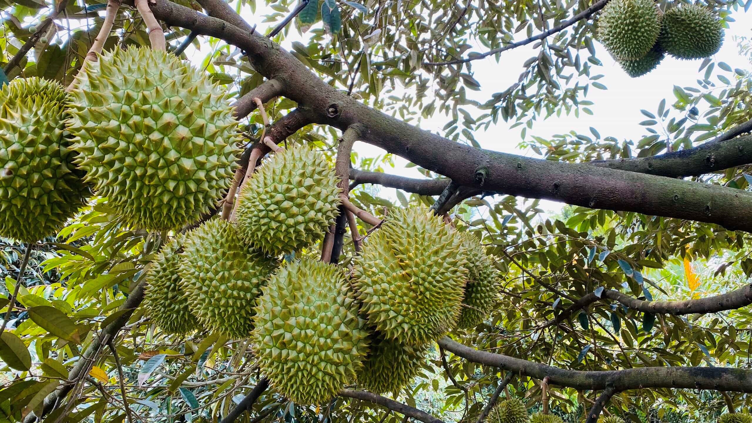 Top 21 vườn trái cây đẹp nhất Cần Thơ không thể bỏ qua (2022)