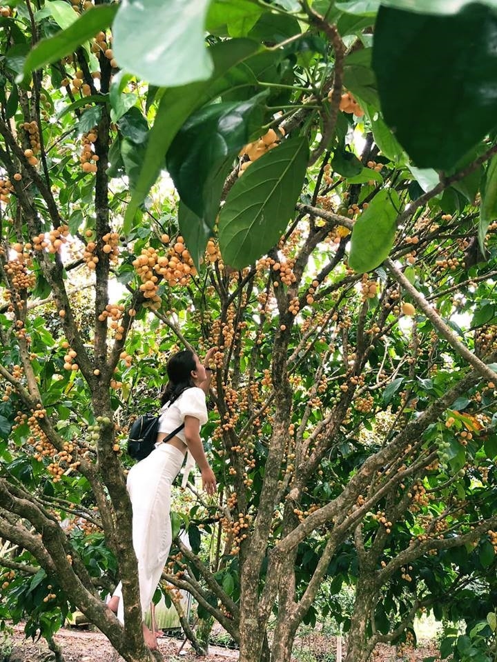 Miệt vườn Cần Thơ - Vườn trái cây Phong Điền của Du lịch Phong Điền