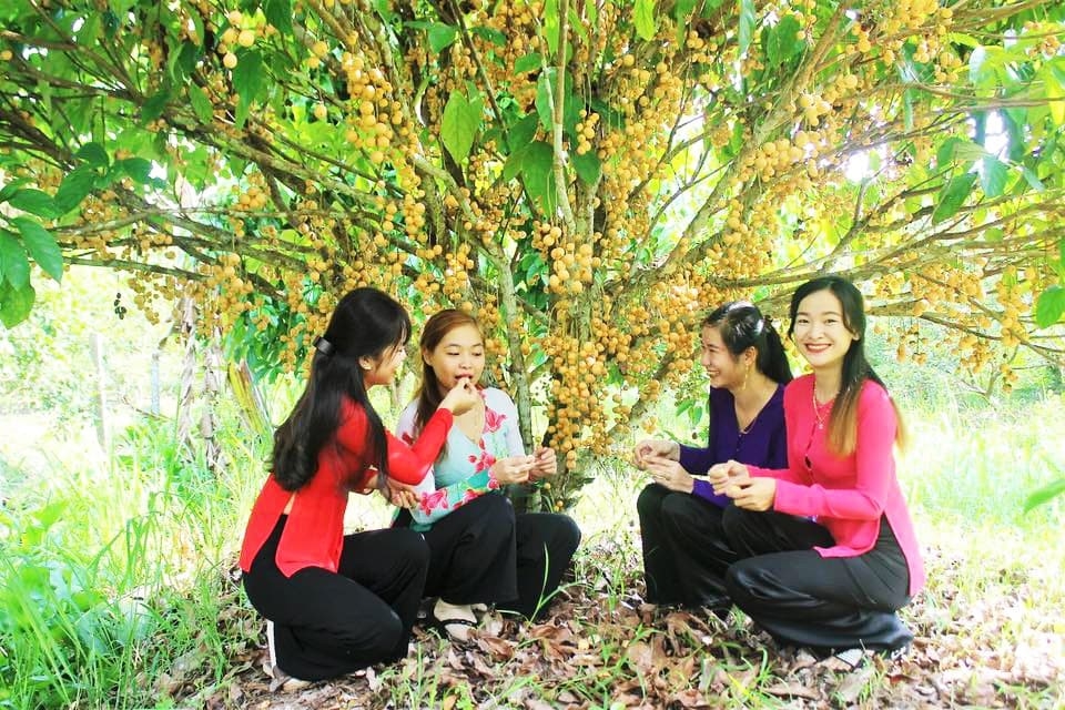 Top 21 vườn trái cây đẹp nhất Cần Thơ không thể bỏ qua (2022)