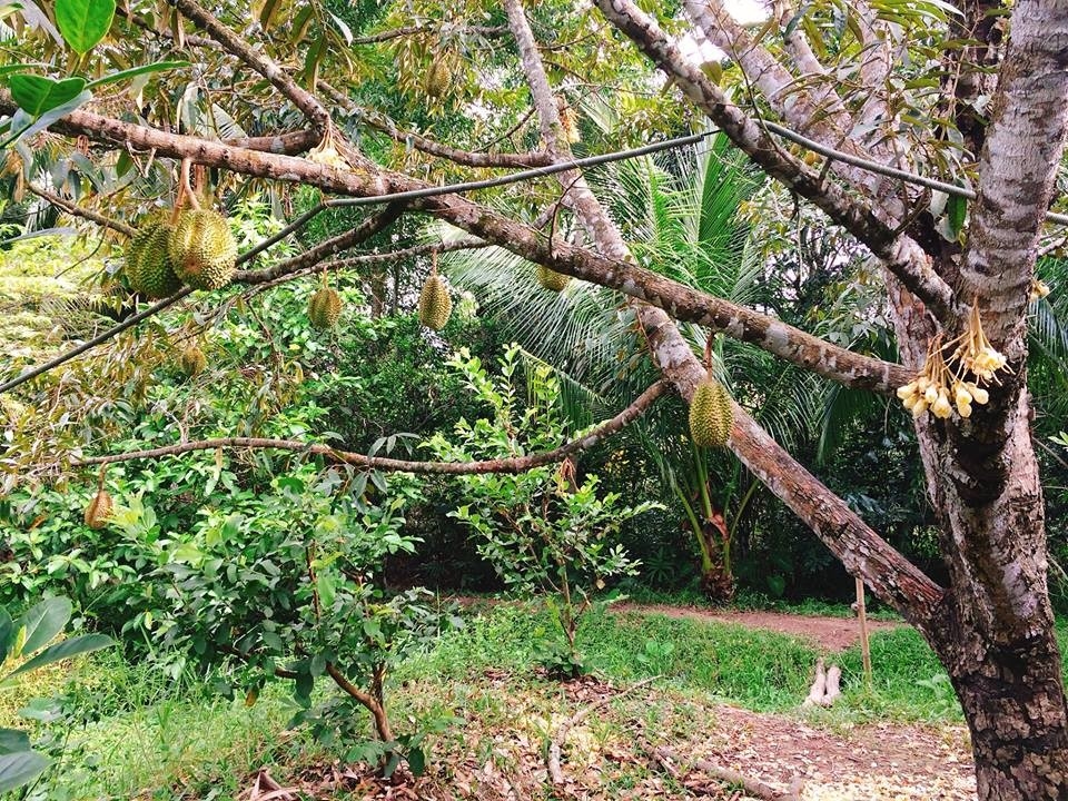 Top 21 vườn trái cây đẹp nhất Cần Thơ không thể bỏ qua (2022)