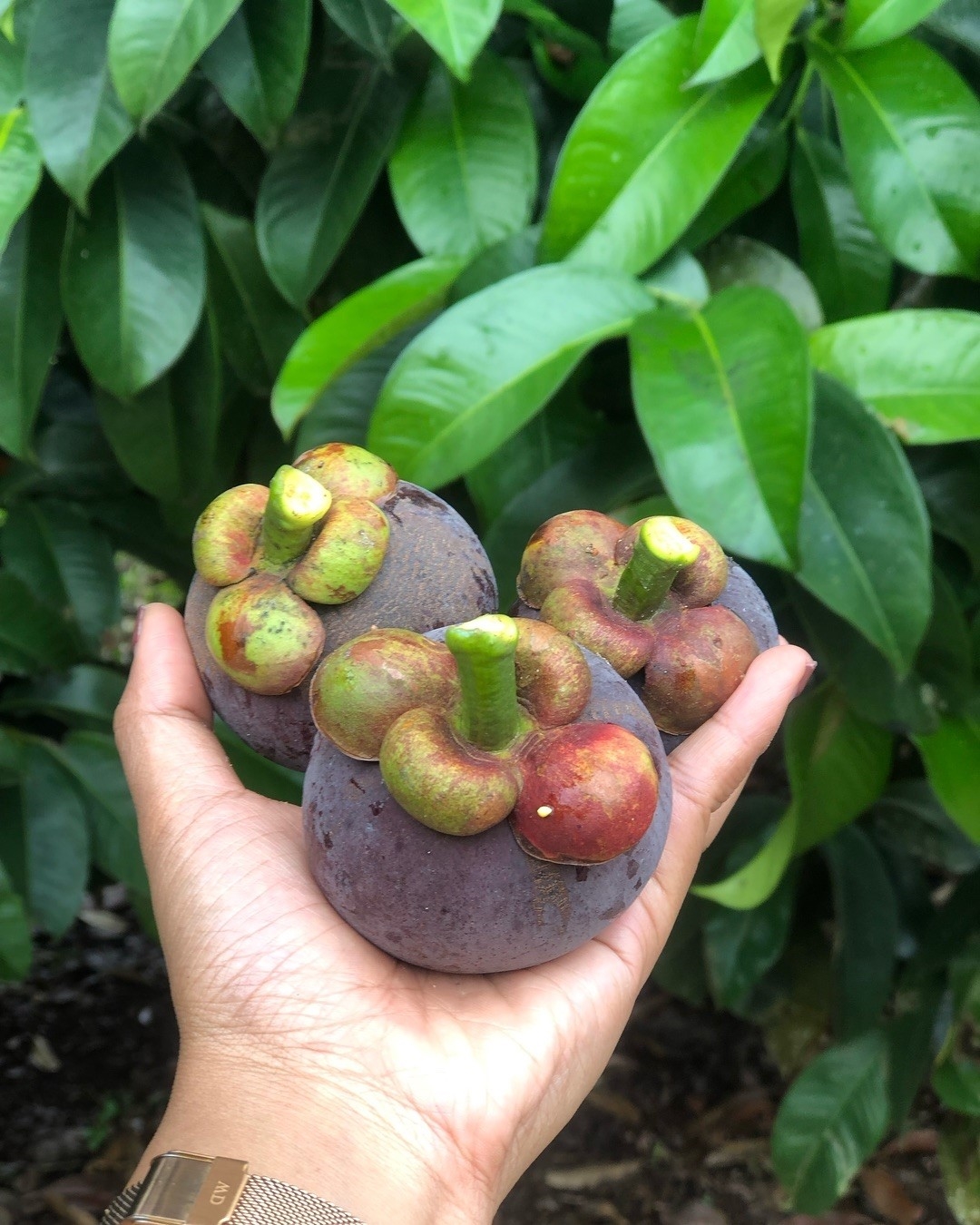 Miệt vườn Cần Thơ - Vườn trái cây Phong Điền của Du lịch Phong Điền